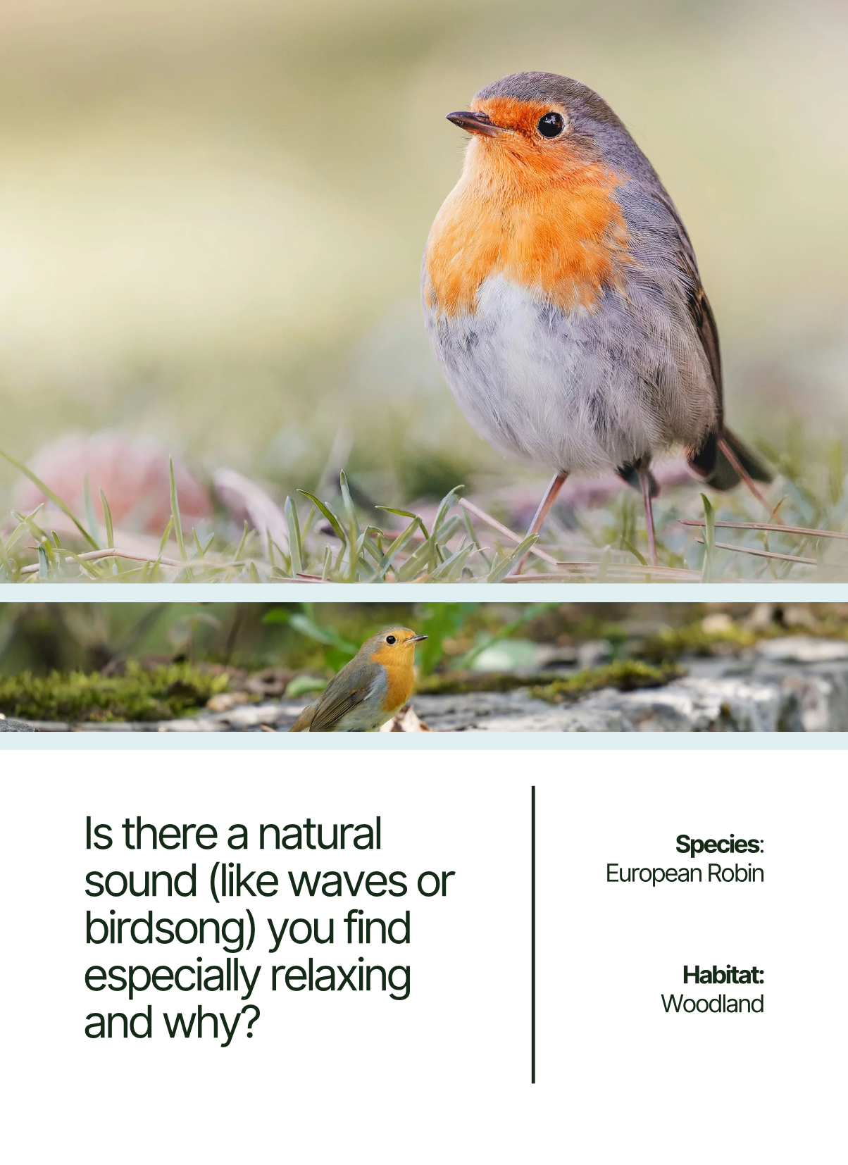 Chat with Nature: Nature Conversation Starter Cards